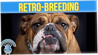 Dog Breeders Try to Solve Issue of Breathing Problems (ft. Walter Hong)