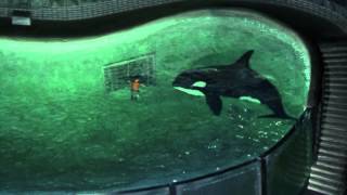 My Orca