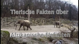 Tierische Fakten über Afrikanische Elefanten