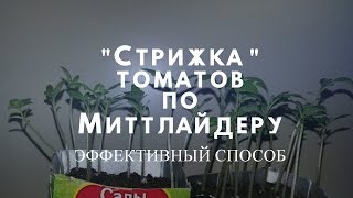 Этап 3. Стрижка томатов по методу Миттлайдера!