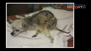 Animal cruelty in Singapore (Horrific Animal Abuse Part 3)