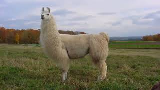 Sound lama, lama voice, shouting lama Звук ламы, голос ламы, крик ламы