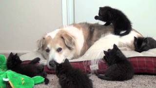 куча котят мучают собаку