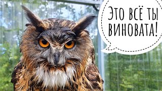 Сова опять мокрова. Достигнут новый уровень мокрости и милости