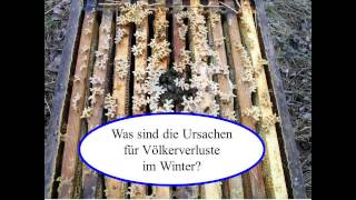 Wie sich Honigbienenvölker entwickeln: Teil 1 - Wie Bienenvölker überwintern