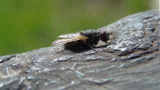 Camera Speed HD-8z macro mode