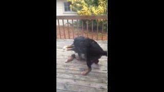 Mom:Son wrestling