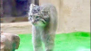コマヌル兄妹とにかくジャレジャレ♪元気いっぱい！　マヌルネコ　那須どうぶつ王国にて　00078