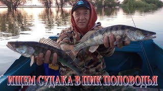 ПИК ПОЛОВОДЬЯ НА АХТУБЕ ИЩЕМ АКТИВНОГО СУДАКА