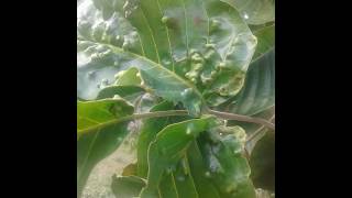 Mangosteen disease. Plant disease