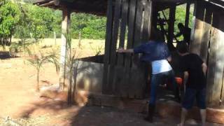 Danadão pegando o frango