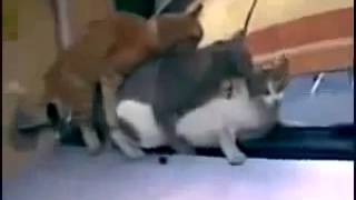 Cat Mating Спаривание Котов1