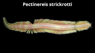 Pectinereis strickrotti - a new deep-sea worm