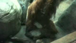 Orangutan SEX!!!