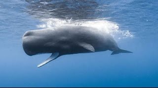 Cachalots, les secrets du grand noir (Documentaire animalier)