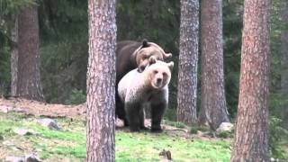 Brown bears mating in Finland, spring 2009