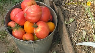 Томаты в теплице в конце августа