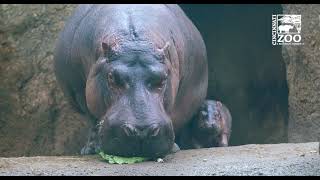 People are Excited to See Fiona's Little Brother Fritz - Cincinnati Zoo