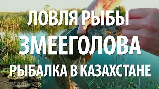 ЛОВЛЯ РЫБЫ ЗМЕЕГОЛОВ на ПРИМАНКУ ЛЯГУШКУ. ЛЕТНЯЯ РЫБАЛКА в КАЗАХСТАНЕ на СПИННИНГ