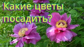Цветы для сада! Неприхотливы, но весьма красивы!