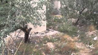 Так вот где срут в Межводном