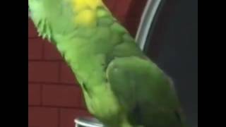 Parrot reciting kalma MashAllah must watch.