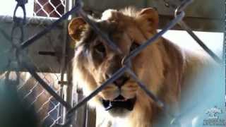 Animals + Mirror