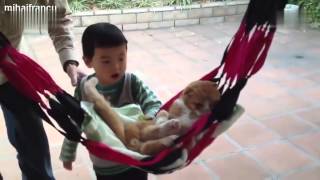 Tập Hợp Các Thú Cưng Tài Năng Không Tưởng