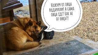 Псу Кубику выдали зимний коврик, а пёс им пользоваться не умеет!