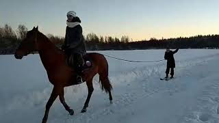 Скиджоринг на лошадях!
