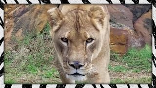 Squishy Lady Lion