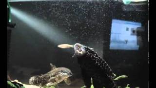 My Aquarium - Plecostomus Hypostomus
