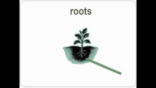 Gardening: Everyday Vocabulary