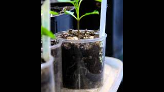 Apache Chili Time Lapse