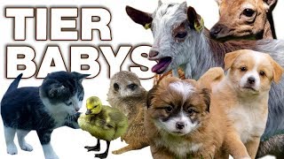 Tierbabys - Anatomie und Biologie | Alternative Fakten fürs Referat | Parodie