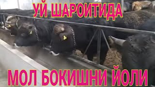 Уй ШАРОИТИДА  МОЛ БОКИШ УСУЛИ БИЗНЕСИ.ЯНГИЧА ЁОНДОШУВ ОХИРГАЧА КУРИНГЛАР ?
