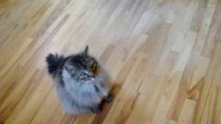 Maine coon: Stop ignoring me!