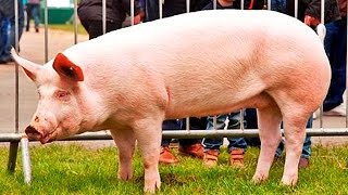 Toate Rasele de porci