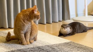 ヒソヒソ話するカワウソと猫 Otter and cat whispering