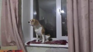 Бигль и ожереловый попугай