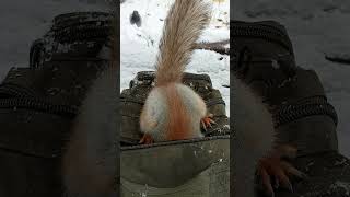 Копия знает, где лежат орехи / Copy knows where the nuts are