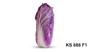 Cемена Китано. Выращивание пекинской капусты KS 888 F1
