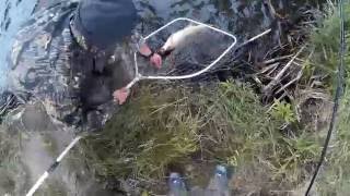 Рыбалка. Ловля карпа и белого амура на бойлы . Carp Fishing