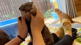 ダンスの練習するカワウソのこっそりやってた悪事がバレてしまう Otter practicing dance