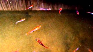 3色錦メダカ　めだかJapanese Rice Fish