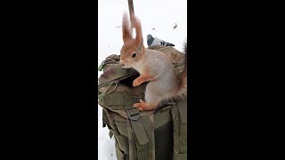 Длинноухий тоже считает, что орехи из кармана вкуснее / Nuts from the pocket are tastier