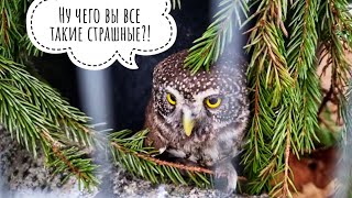 Кошка Морошка тестирует котомочку с ручкой на улице, я проверяю и утепляю утренних сов
