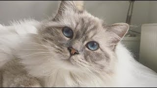 Lovely Birman Cat Meowing So Cute