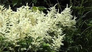 Astilbe arendsii 'Weisse Gloria'