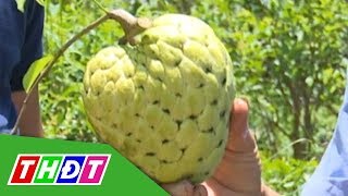 Giống mảng cầu dai "khủng" (Na Hoàng hậu) trên đất Châu Thành | THDT